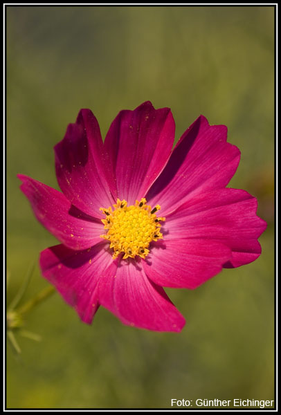 Cosmea2