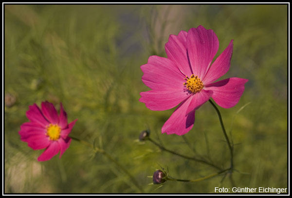 Cosmea3