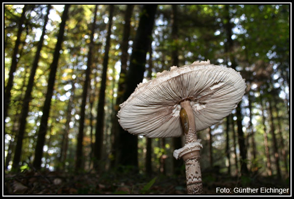 Parasol