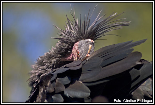 Ibis