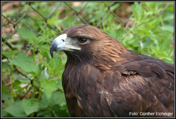 Steinadler