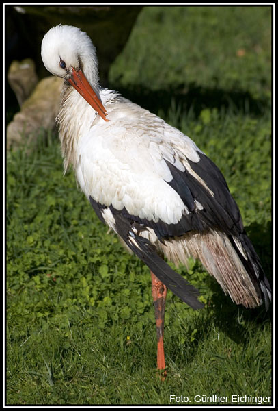 Storch