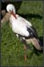 Storch